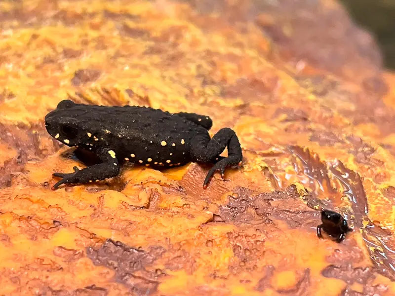 Imagen decorativa de la Fundación Somuncura