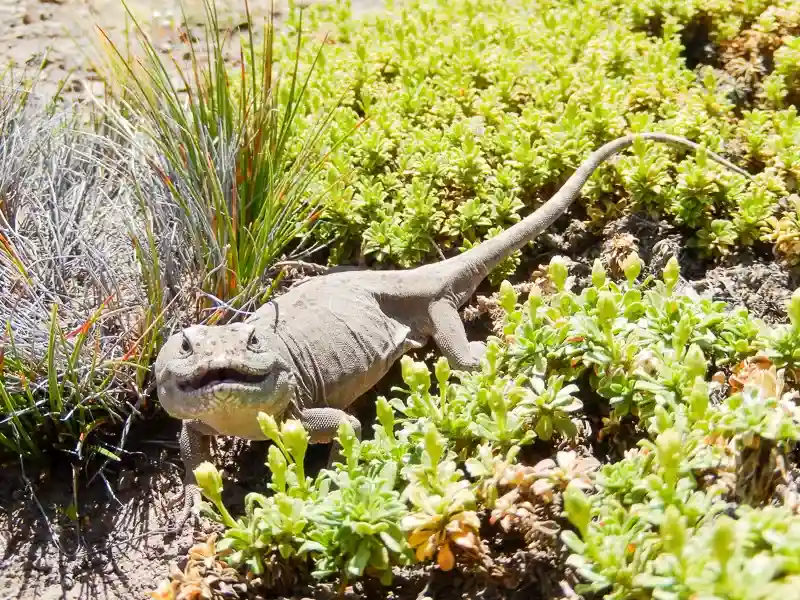 Imagen decorativa de la Fundación Somuncura