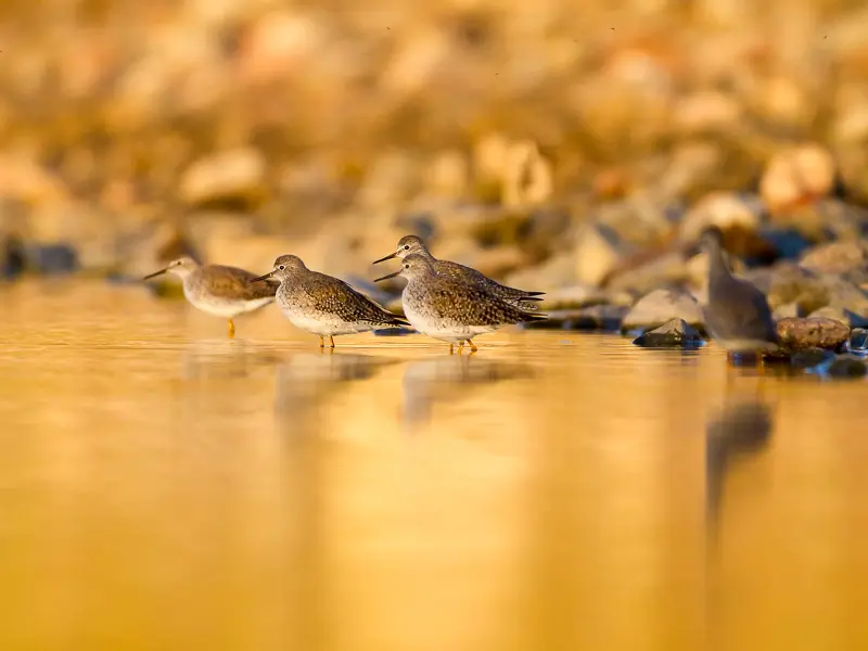 Imagen decorativa de la Fundación Somuncura