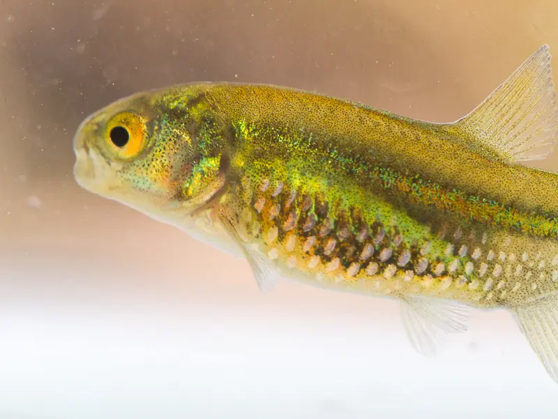 Imagen decorativa de la Fundación Somuncura