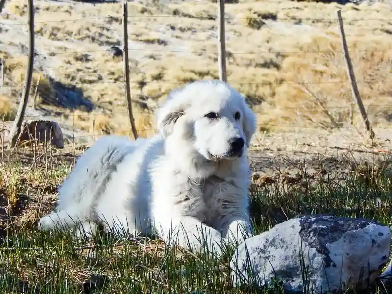 Imagen decorativa de la Fundación Somuncura