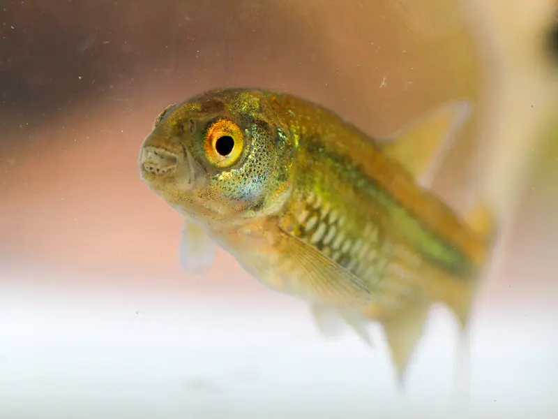 Imagen decorativa de la Fundación Somuncura