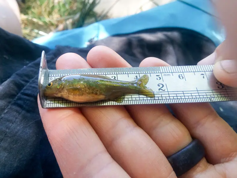 Imagen decorativa de la Fundación Somuncura