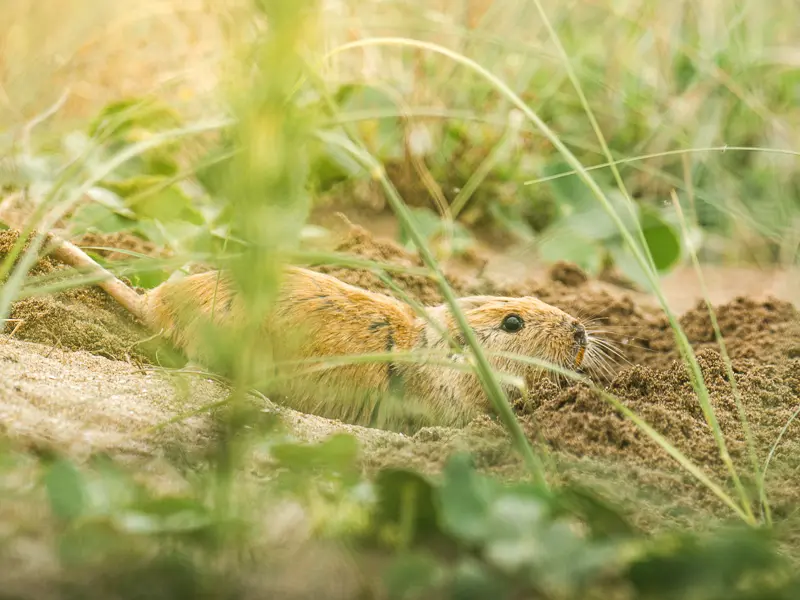 Imagen decorativa de la Fundación Somuncura