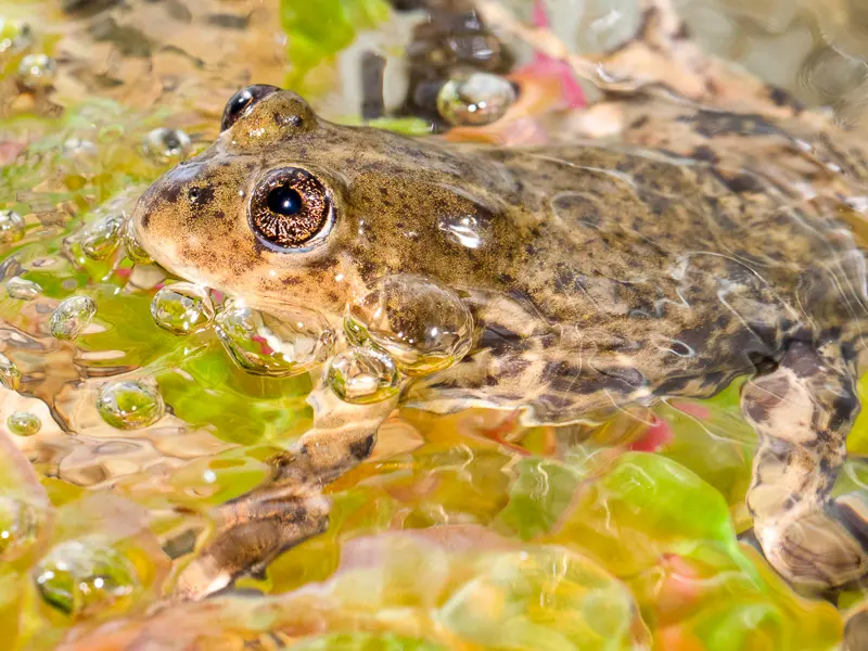 Imagen decorativa de la Fundación Somuncura