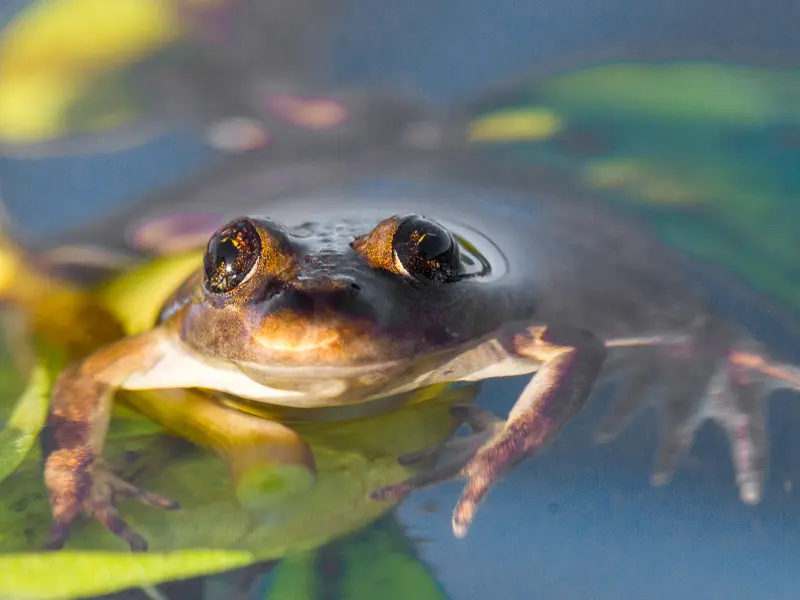 Imagen decorativa de la Fundación Somuncura
